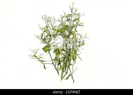 Trocken von Andrographis paniculata Pflanze auf weißem Hintergrund verwenden für Pflanzliches Produkt Stockfoto