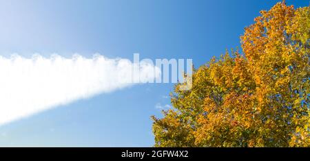 Banner mit bunten Klonen auf blauem Himmel Hintergrund, ein Ort für Text, Herbstlandschaft Stockfoto