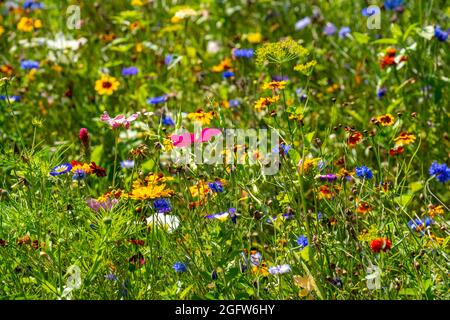 Wildblumenwiese, viele verscheidene Blumen und Pflanzen, wichtiges Biotop für Insekten, Stockfoto