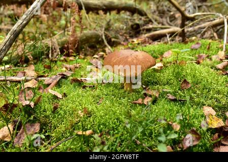 King Pine Bolete im Moos am Wald. Weißes Pilzmyzel in der Tierwelt. Essbare große Steinpilze im Wald. Einzelner Bolete-Pilz. Porc Stockfoto