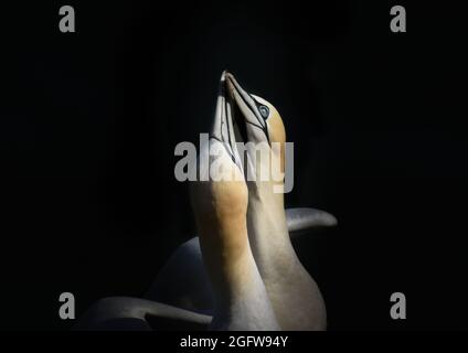 Sonnenbeschienenen Paar Nordganets mit unterbelichteten Schatten. Morus Bassanus. RSPB Bempton Cliffs, East Yorkshire Stockfoto