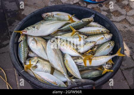 Verkauf von frisch gefangenem Fisch direkt Stockfoto