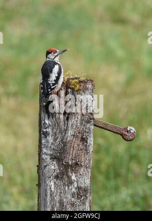 Jugendlicher Buntspecht. Dendrocopos major. Kirkcudbright, Schottland. Stockfoto