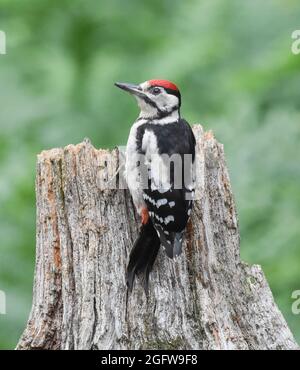 Jugendlicher Buntspecht. Dendrocopos major. Kirkcudbright, Schottland. Stockfoto