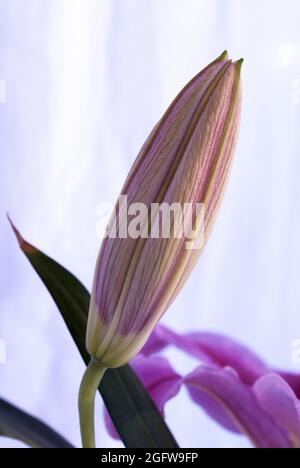 Rosa Lilien auf abstraktem Hintergrund in Guatemala. Stockfoto