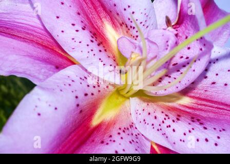 Rosa Lilien auf abstraktem Hintergrund in Guatemala. Stockfoto