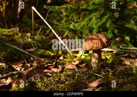 White Mushroom King Boletus Pinophilus im Wald. Pilzmyzel im Moos im Wald. Große Bolete Pilze in der Tierwelt. Steinpilzbesen während des Mushroomins Stockfoto