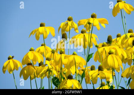 Rudbeckia laciniata ‘Herbstsonne’ Cutleaf Coneflower Gloriosa Daisy Stockfoto