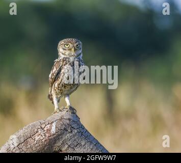 Kleine Eule In Der Nähe. Athene noctua. Selby North Yorshire Stockfoto