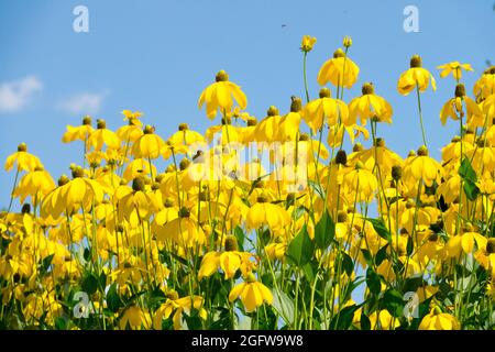 Rudbeckia laciniata Herbstsonne Cutleaf Coneflower Gloriosa Daisies große Gartenpflanzen blühende Blumen Rudbeckia Herbstsonne schwarzäugige Susan blüht Stockfoto