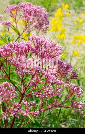 Eupatorium purpureum Sweet Joe Pye Weed im Garten Eutrochium maculatum Stockfoto