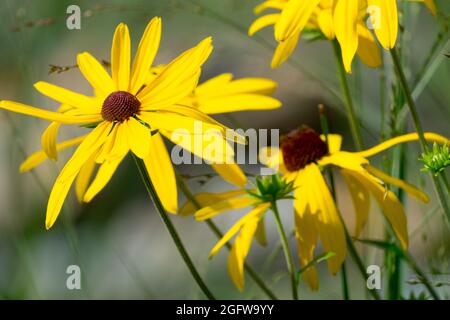 Süßer Blumenmuschel Rudbeckia subtomentosa, Schwarzäugige Susan Stockfoto
