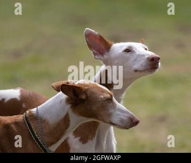 Zwei Ibizanische Hunde Stockfoto