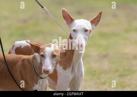 Zwei Ibizanische Hunde Stockfoto