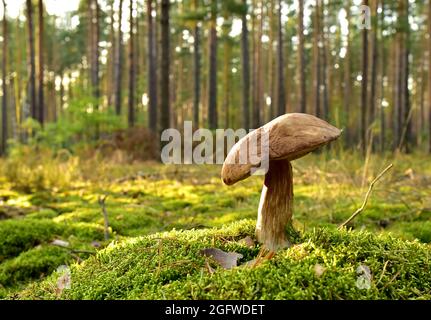 King Pine Bolete im Moos am Wald. Weißes Pilzmyzel in der Tierwelt. Essbare große Steinpilze im Wald. Einzelner Bolete-Pilz. Porc Stockfoto