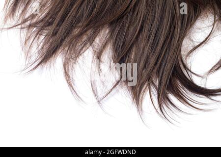 Lock von dunklen Brünette gerade Haare auf weißem Hintergrund isoliert. Haarschnitt, Styling, Pflege oder Erweiterung Konzept Stockfoto