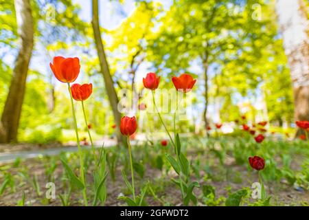 Gruppe von roten Tulpen. Frühlingslandschaft im Waldpark oder Garten. Idyllisch, landschaftlich reizvoll, Blick auf rote Blumen aus der Nähe, verschwommenes Bokeh, üppiges Laub Stockfoto