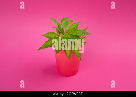 Miniatur-Marihuana-Pflanze auf rosa Hintergrund, Cannabis-Klon im Topf. Stockfoto