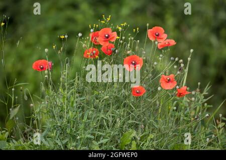 Gemeiner Mohn, Maismohn, Rotmohn (Papaver rhoeas), mit Blumen und Früchten, Deutschland Stockfoto