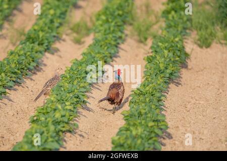 Gewöhnlicher Fasan, Kaukasus-Fasan, kaukasischer Fasan (Phasianus colchicus), Paarwanderungen in einer Furche, Deutschland, Bayern Stockfoto