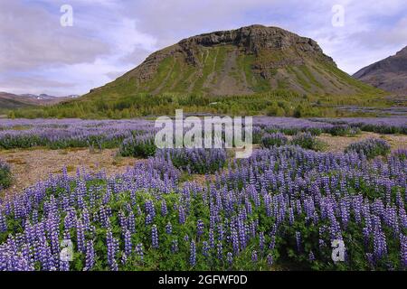 Nootka Lupine, Alaska Lupine (Lupinus nootkatensis), Feld von Lupinen, die zur Bekämpfung der Bodenerosion in Hamar, auf Hamarsfjordur in den Ostfjorden, gepflanzt wurden Stockfoto