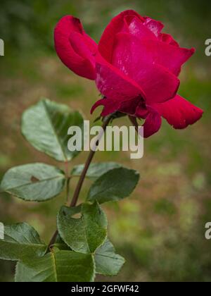 Rote Rose im Spätsommer Stockfoto