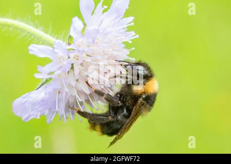 Kuckuckhummel (Bombus campestris, Psithyrus campestris), sitzt auf einer scheußlichen Blume, Deutschland, Bayern Stockfoto