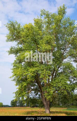 Schwarze Pappel, Balsam von gilead, schwarzes Baumwollholz (Populus nigra), schwarze Pappel auf einer Wiese, Deutschland Stockfoto