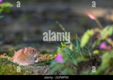 bankvole (Clethrionomys glareolus, Myodes glareolus), Bankvole am Futter im Wald, Schweiz, Sankt Gallen Stockfoto