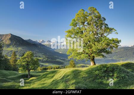 Bergahorn, großer Ahorn (Acer pseudoplatanus), vor der Churfirsten Bergkette am Morgen im Frühjahr, Schweiz, St. Gallen, Stockfoto