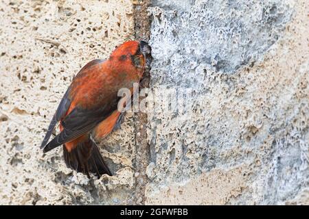 Roter Kreuzschnabel (Loxia curvirostra), Männchen an einer Wand, Deutschland, Bayern Stockfoto