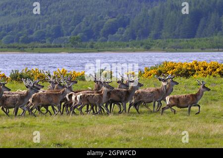 Rothirsche (Cervus elaphus), Rothirsch-Hirsche mit ihrem Geweih in Samt am Ufer des Loch Brora, Vereinigtes Königreich, Schottland, Sutherland, Stockfoto