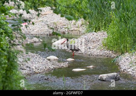 Schwarzstorch (Ciconia nigra), am renaturierten Fluss Steinau, Deutschland, Schleswig-Holstein Stockfoto