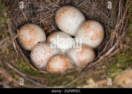 Rotkehlchen (Erithacus rubecula), Nest mit Kupplung, Deutschland