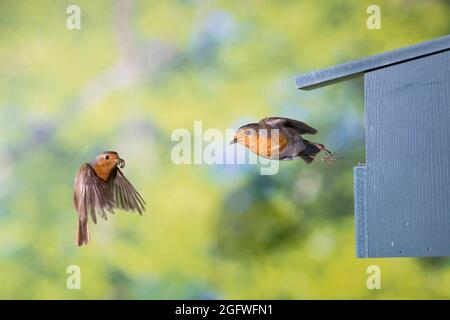 Europäischer Rotkehlchen (Erithacus rubecula), Start und Annäherung der Erwachsenen vom und am Nistkasten, Deutschland Stockfoto