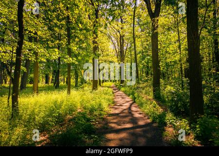 Entspannendes Waldpanorama mit strahlender Sonne, grünen Bäumen. Abenteuer-Wanderweg, Freiheit, Frühling Sommer Natur Landschaft. Idyllischer Naturblick Stockfoto