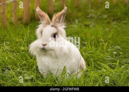 Zwergkaninchen (Oryctolagus cuniculus f. domestica), Löwenkopfkaninchen Stockfoto