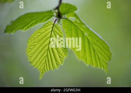 Hasel (Corylus avellana), Zweig mit drei Blättern, Deutschland Stockfoto