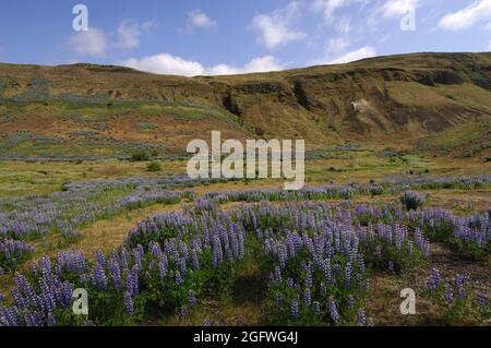 Nootka Lupine, Alaska Lupine (Lupinus nootkatensis), mit Lupinen gefülltes Tal bei Stong, Pjorsardalur, Süd-Zentral-Island, Island Stockfoto