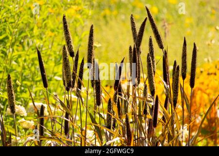 August Flowers Garden Pearl Millet, Black Leaf Millet Pennisetum glaucum 'Purple Majesty' Stockfoto