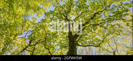 Blick auf die grünen Baumkronen. Entspannendes Naturkonzept, Laub am Morgen helles Sonnenlicht, Sonnenstrahlen. Leuchtend grüner Wald mit blauem Himmel erstaunlich Stockfoto