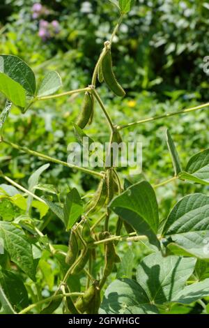 Behaarte, reifende grüne Schoten von gemeinen Bohnen auf der Plantage. Selektiver Fokus. Stockfoto