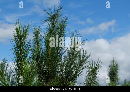 Die grüne, saftige Spitze einer jungen sibirischen Zeder vor dem Hintergrund eines blauen Himmels mit Wolken. Selektiver Fokus. Stockfoto