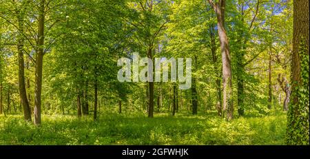 Frühling Sommer grüne Waldlandschaft. Friedliche Natur, Ökologie, Ökotourismus, Umweltschutz. Weiter Panoramablick mit Graswiese blauen Himmel Stockfoto