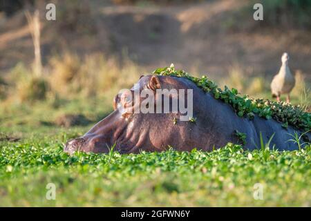 Hippo (Hippopotamus amphibius), Nilpferd unter Wasser, Porträt, Pflanzen auf dem Kopf. Untere Sambesi, Sambia, Afrika Stockfoto