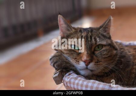 Eine tabby Katze in einem Korb auf einem Balkon und schaut auf die Kamera. Speicherplatz kopieren. Stockfoto