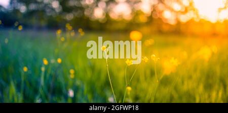 Abstrakte weiche Fokus Sonnenuntergang Feld Landschaft aus gelben Blumen und Gras Wiese warme goldene Stunde Sonnenuntergang Sonnenaufgang Zeit. Ruhige Natur im Frühling und Sommer Stockfoto