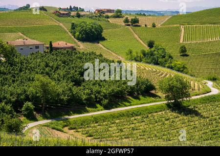 Ländliche Weinlandschaft im Frühling in Langhe, Provinz Cuneo, Piemont, Italien, UNESCO-Weltkulturerbe. Stockfoto