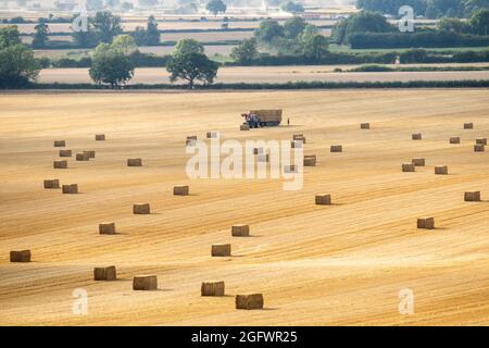 Die Sommerernte findet in Orton on the Hill, Leicestershire, statt. Heuballen sitzen ordentlich auf einem großen Feld in der Nähe von Norton Lane und warten darauf, auf Anhänger geladen zu werden. Stockfoto