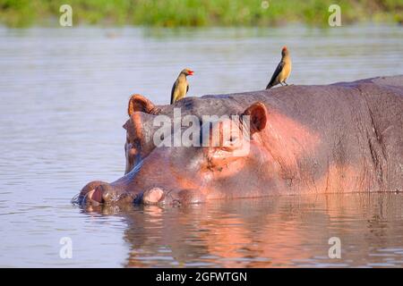 Flusspferde (Hippopotamus amphibius), Flusspferde unter Wasser, Kopf, Gesicht, Vögel auf dem Kopf. Untere Sambesi, Sambia, Afrika Stockfoto